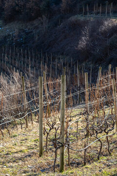 Landscape with vineyards in the winter on the slopes of the Pyrenees mountains