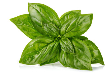 Fresh green basil leaves. Basil organic herb leaf. Isolated on white background