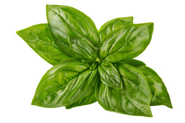 Fresh green basil leaves. Basil organic herb leaf. Isolated. PNG. - Powered by Adobe