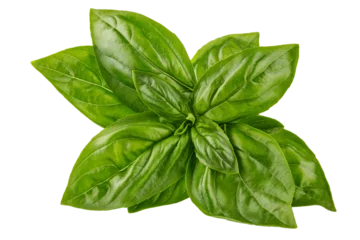 Poster Fresh green basil leaves. Basil organic herb leaf. Isolated. PNG. © Yasonya