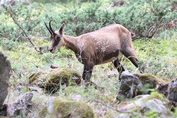 Chamois in an alpine woodland in summer