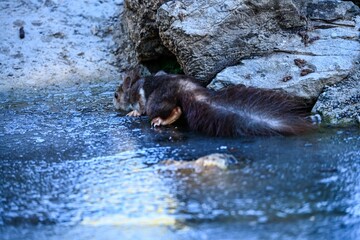 Red squirrel or Sciurus vulgaris, drinking water in a frozen pond.
