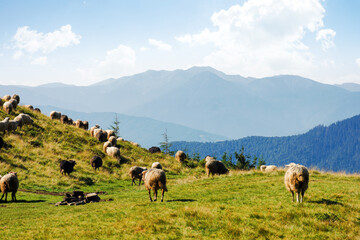 Obraz premium sheep herd on the grassy slopes and meadows. mountains of chornohora ridge in the distance. sunny weather in late summer
