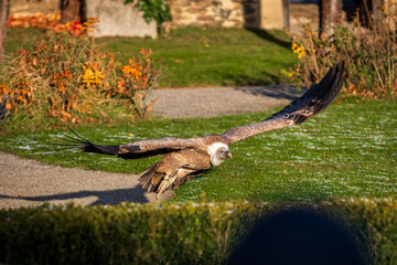 Eagle on take off