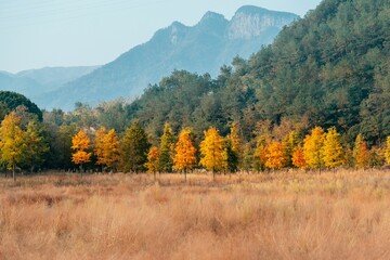 Picturesque landscape with a row of bright orange trees against a backdrop of majestic mountains