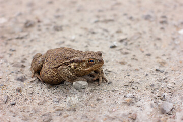 Brown frog on the ground
