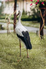 Adult European White Stork Standing In Green Summer Grass. Wild Field Bird