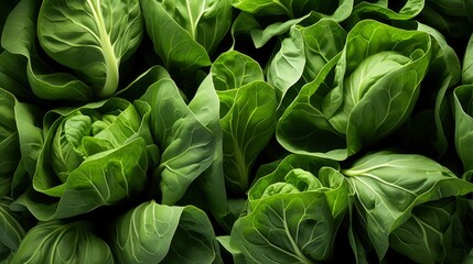 Fototapeta na wymiar Green Spinach Tagliatelle Pattern Background , Background Images , Hd Wallpapers, Background Image