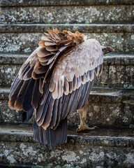 Vulture on the stairs
