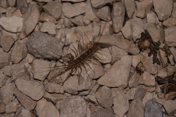 Tierischer Zuwanderer