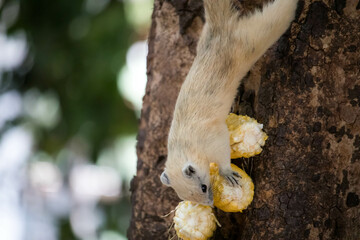 Cute white squirrel eating corn on the tree.