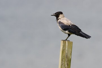 blackbird on a branch - 685054342