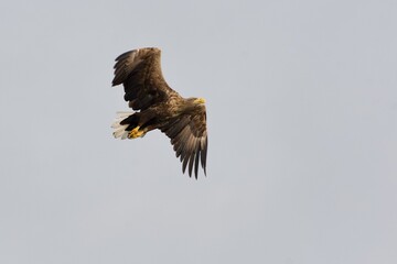 eagle in flight - 685054344