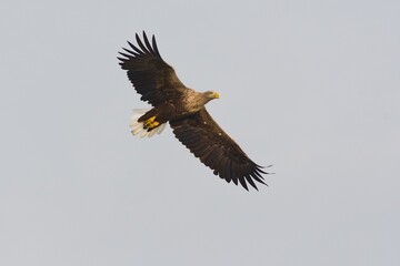 eagle in flight - 685054352