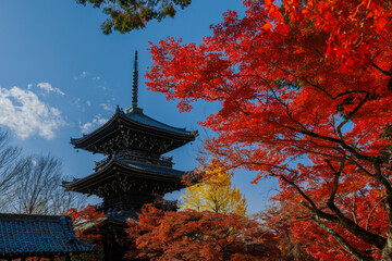 Fototapeta premium 紅葉