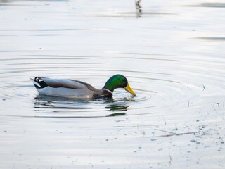 This is a photo of a duck swimming in a pond. The duck is a male mallard with a green head and a yellow beak. The water is calm and the duck is creating ripples as it swims. The background is blurred 