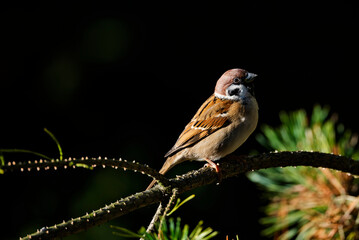 Field sparrow