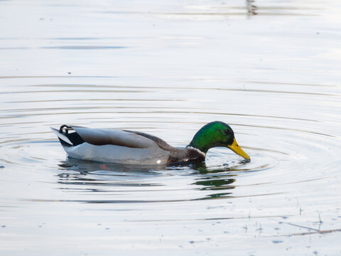 This is a photo of a mallard duck swimming in a pond. The duck is in the center of the photo and is creating ripples in the water. The duck has a green head and a yellow beak. The background is out of