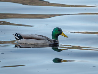 A mallard duck, with its vibrant green head and yellow bill, glides gracefully across tranquil waters, casting a mirror-like reflection.