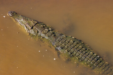 Crocodiles in Tarcoles bridge (Costa Rica)
