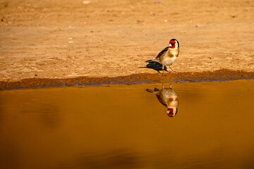 Goldfinch or Carduelis carduelis, reflected in golden pond.