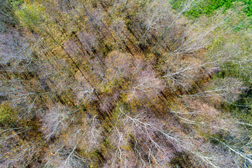 zenithal aerial drone view of a deciduous forest in autumn