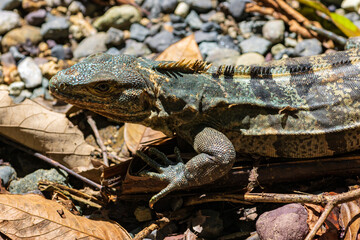 Beautiful iguana in Manuel Antonio Natural Park (Costa Rica)