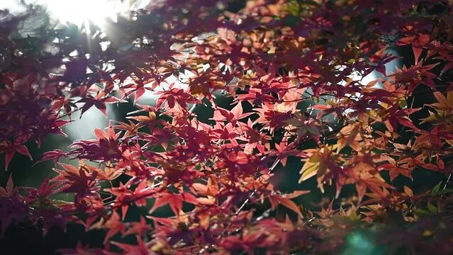 風に揺れる紅葉と木漏れ日