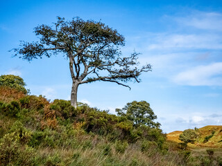 Lone tree in Glenveagh National Park in County Donegal, Ireland