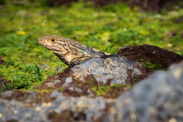 Beautiful iguana in Manuel Antonio Natural Park (Costa Rica)