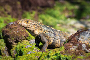 Beautiful iguana in Manuel Antonio Natural Park (Costa Rica)