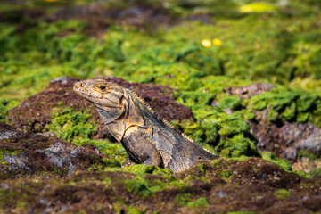 Beautiful iguana in Manuel Antonio Natural Park (Costa Rica)