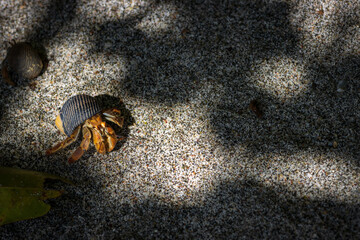 Small crab in Manuel Antonio Natural Park (Costa Rica)