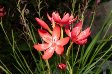 River lily or Hesperantha Coccinea plant in Saint Gallen in Switzerland