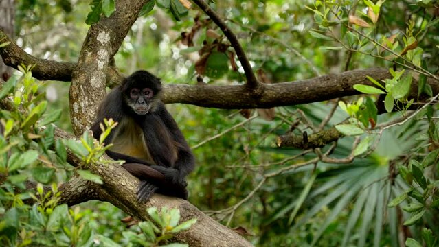 Handheld spider monkey on tree branch in Belize