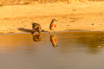 Linnet or Linaria cannabina, reflected in the golden spring.