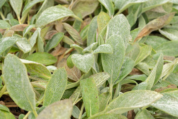 Lambs ear or Stachys Byzantina plant in Saint Gallen in Switzerland