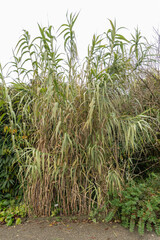 Giant cane or Arundo Donax plant in Saint Gallen in Switzerland