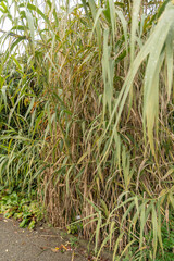 Giant cane or Arundo Donax plant in Saint Gallen in Switzerland