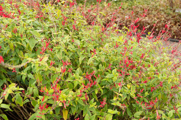 Pineapple sage or Salvia Elegans plant in Saint Gallen in Switzerland