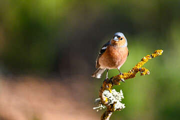 Naklejka premium Chaffinch or Fringilla coelebs, perched on a twig.