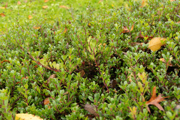 Bearberry or Arctostaphylos uva-ursi plant in Saint Gallen in Switzerland