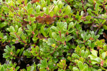 Bearberry or Arctostaphylos uva-ursi plant in Saint Gallen in Switzerland