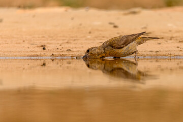 Crossbill or Loxia curvirostra, reflected in a golden spring.