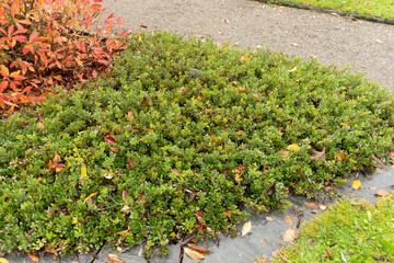 Bearberry or Arctostaphylos uva-ursi plant in Saint Gallen in Switzerland