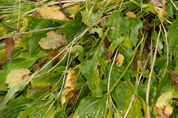 Hosta Lancifolia plant in Saint Gallen in Switzerland