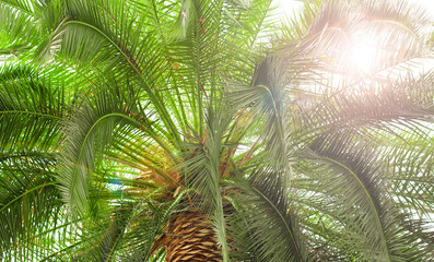 Palm tree background with sun