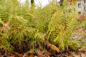 Male fern or Dryopteris filix-mas plant in Saint Gallen in Switzerland