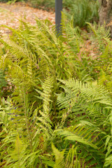 Male fern or Dryopteris filix-mas plant in Saint Gallen in Switzerland