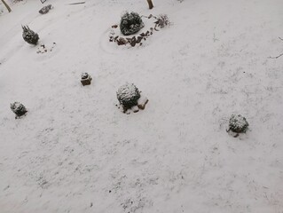 Snowy yard in winter. The first snow covered the lawn and decorative trees. The flower beds are covered with snow. Winter textures.